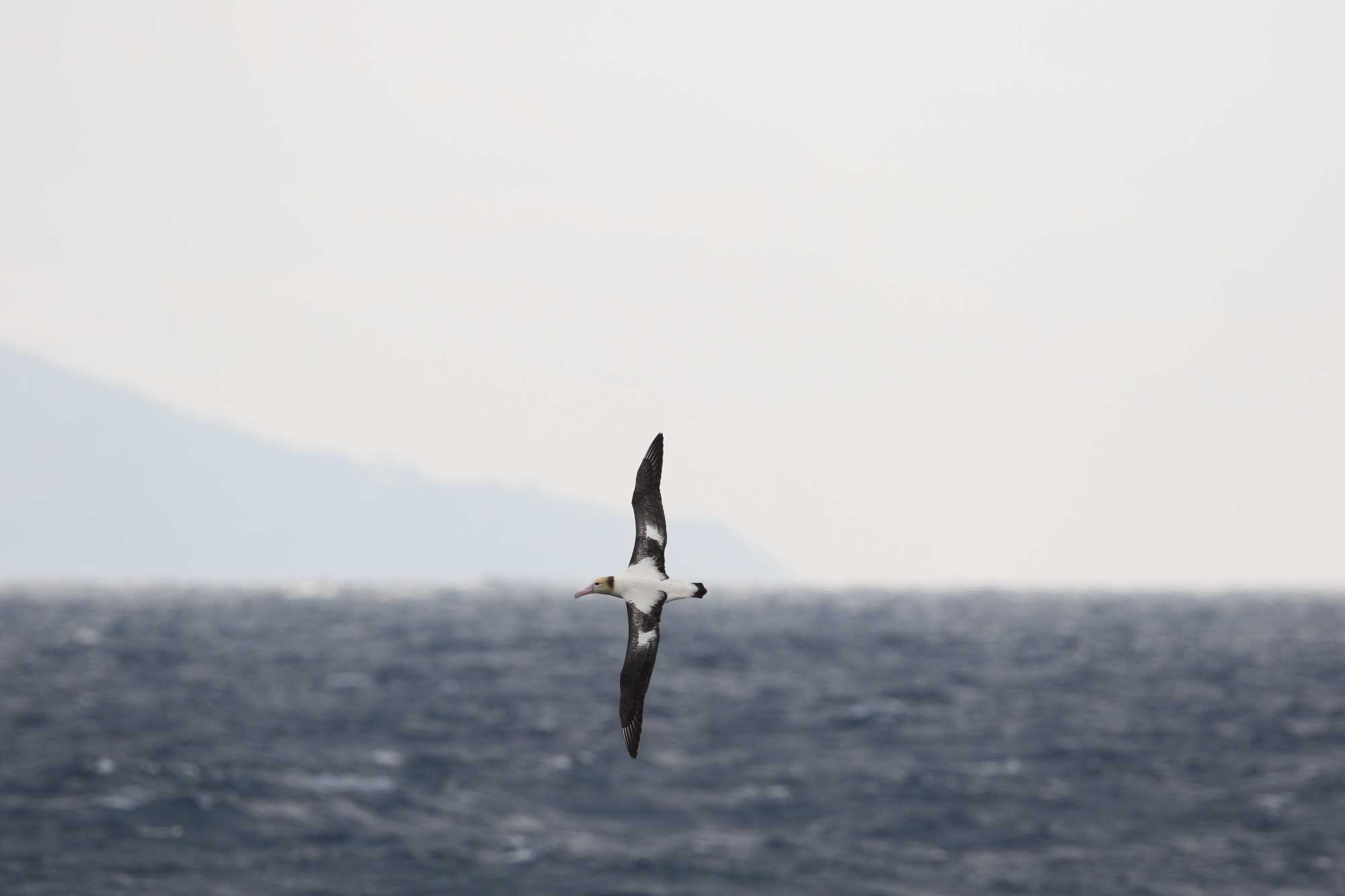 伊豆大島 アホウドリの写真 by Hatamoto Akihiro