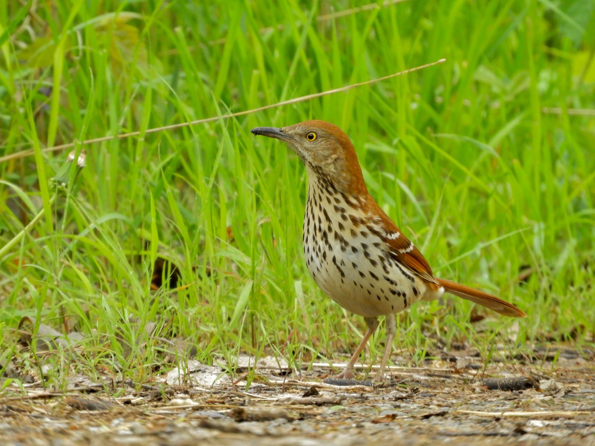 Brown Thrasher