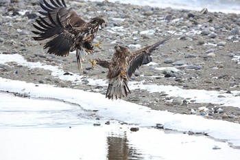 オジロワシ 羅臼 2018年2月14日(水)