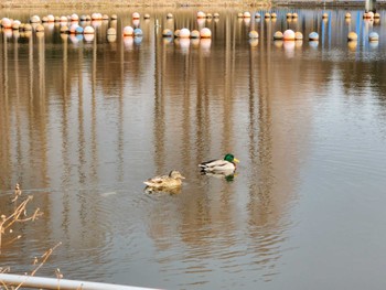 マガモ 庄内緑地公園 2023年1月24日(火)