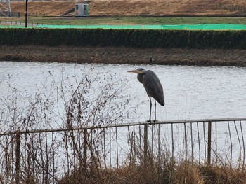 アオサギ 庄内緑地公園 2023年1月24日(火)