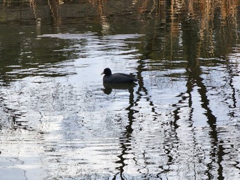 オオバン 庄内緑地公園 2023年1月24日(火)