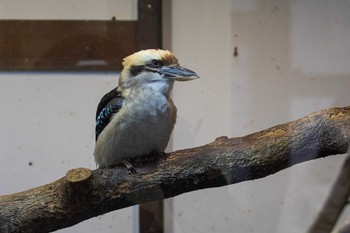 ワライカワセミ 掛川花鳥園 2023年1月15日(日)