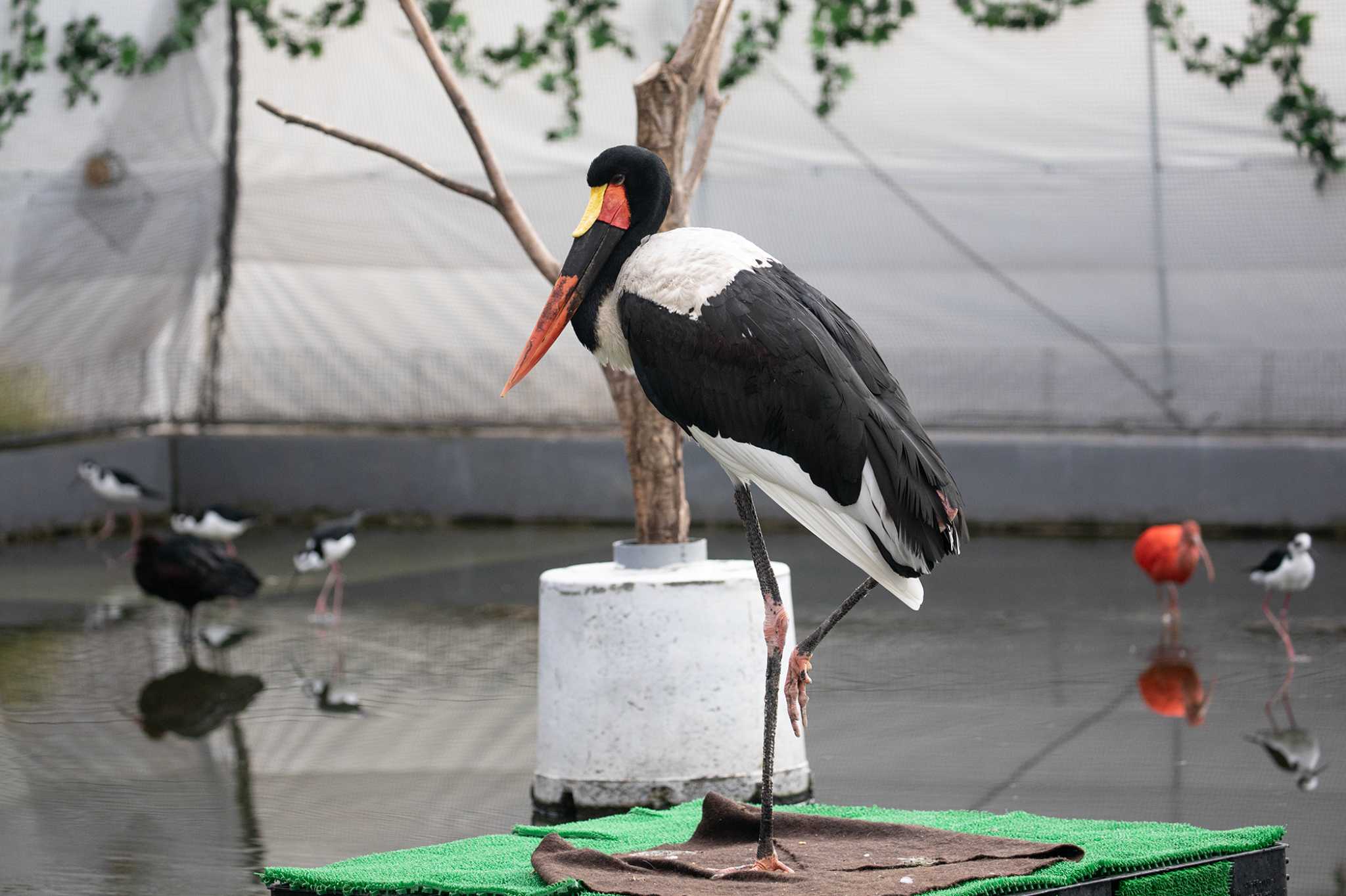 掛川花鳥園 クラハシコウの写真 by My