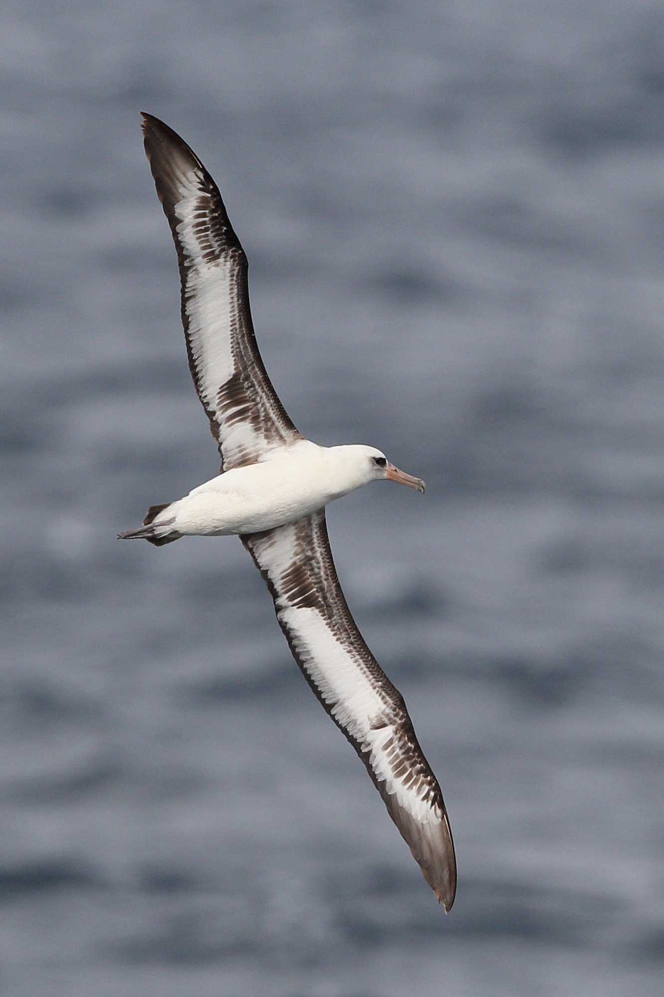 Photo of Laysan Albatross at 八丈島航路 by Hatamoto Akihiro