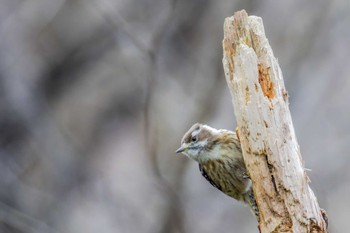 Japanese Pygmy Woodpecker Miyagi Kenminnomori Tue, 1/24/2023