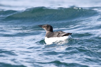 Thick-billed Murre