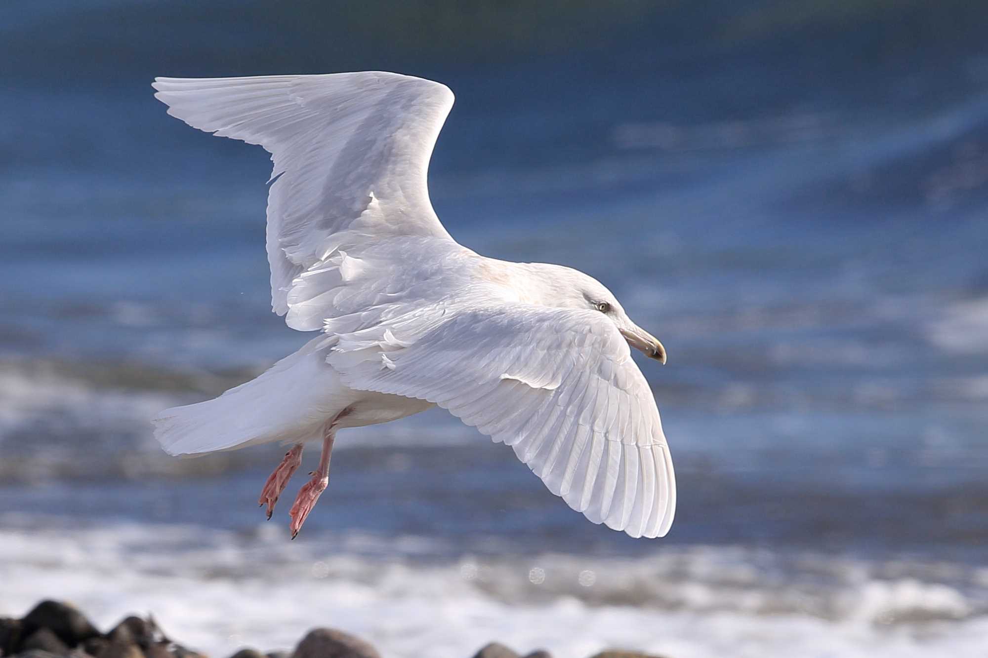 Photo of Glaucous Gull at 羅臼 by Hatamoto Akihiro