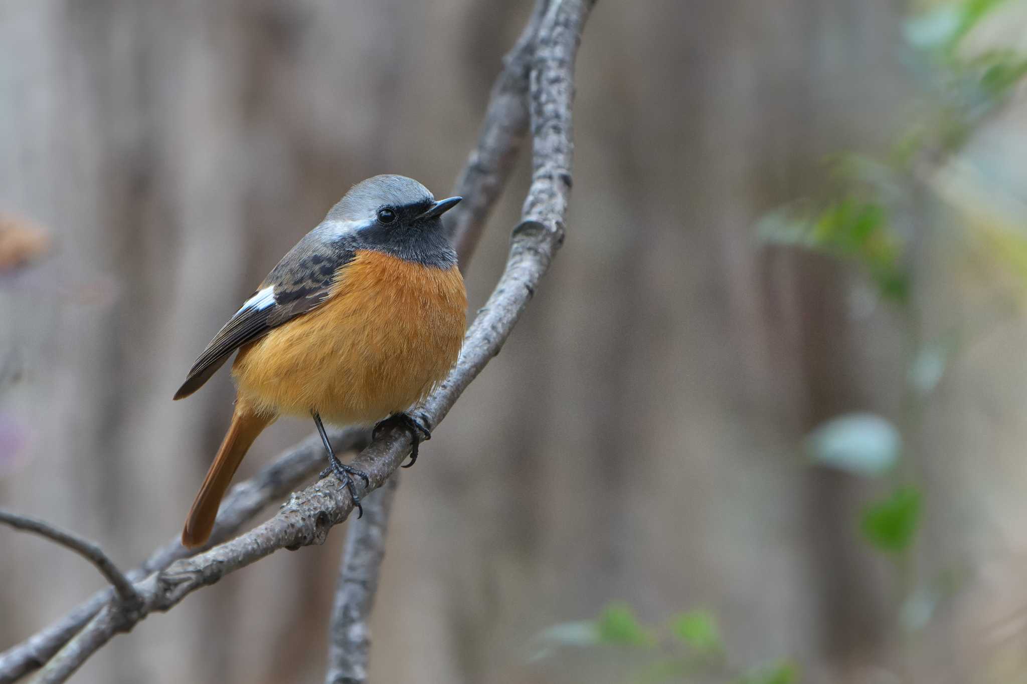 Daurian Redstart