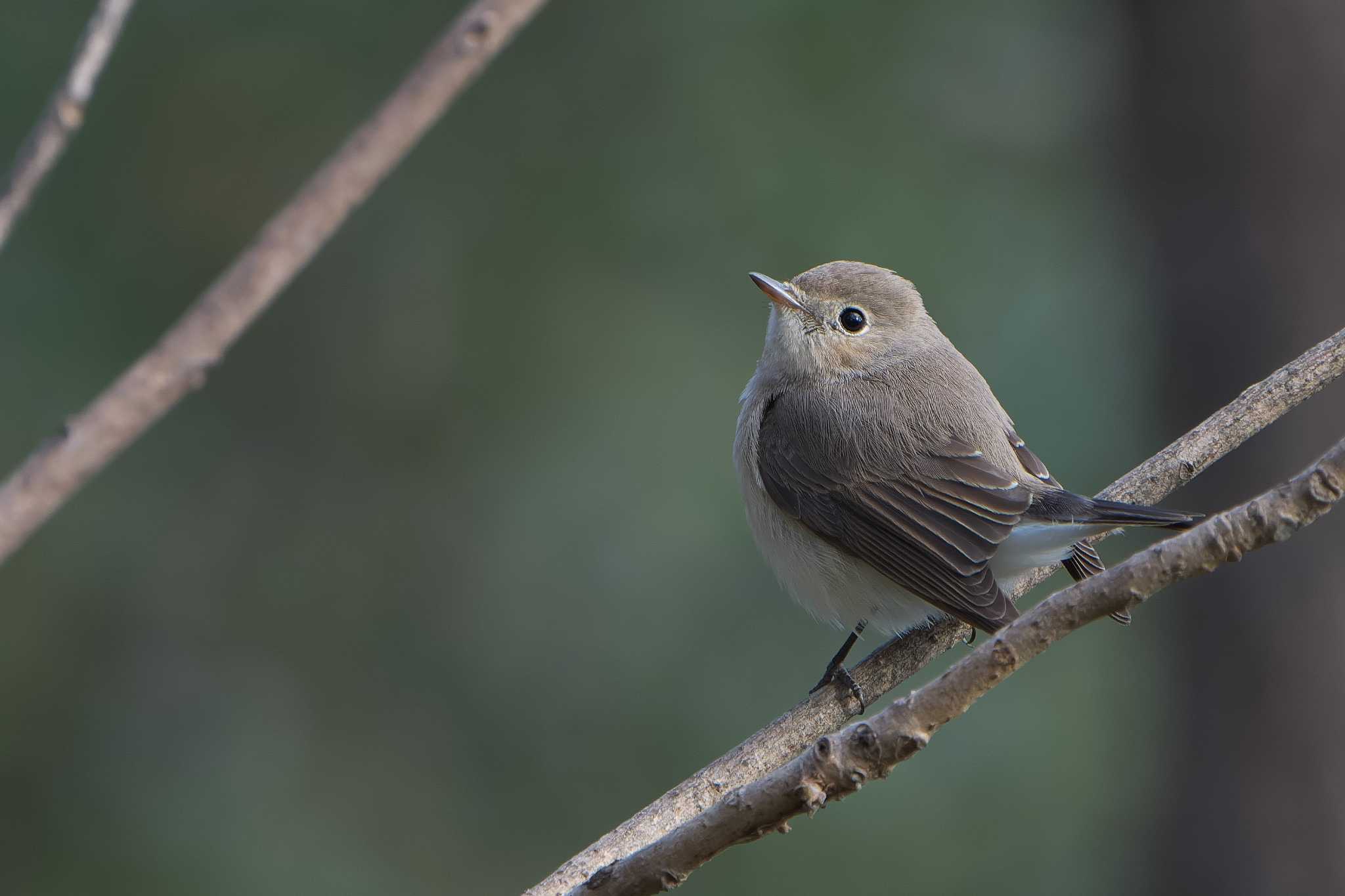 Red-breasted Flycatcher