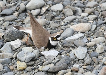 Sun, 4/1/2018 Birding report at Nogawa