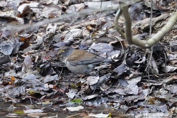 Pale Thrush 氷取沢市民の森 Tue, 1/24/2023