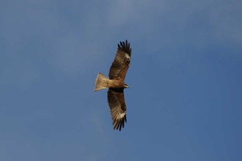 Black Kite 氷取沢市民の森 Tue, 1/24/2023