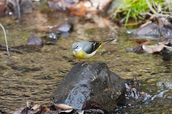 Grey Wagtail 氷取沢市民の森 Tue, 1/24/2023