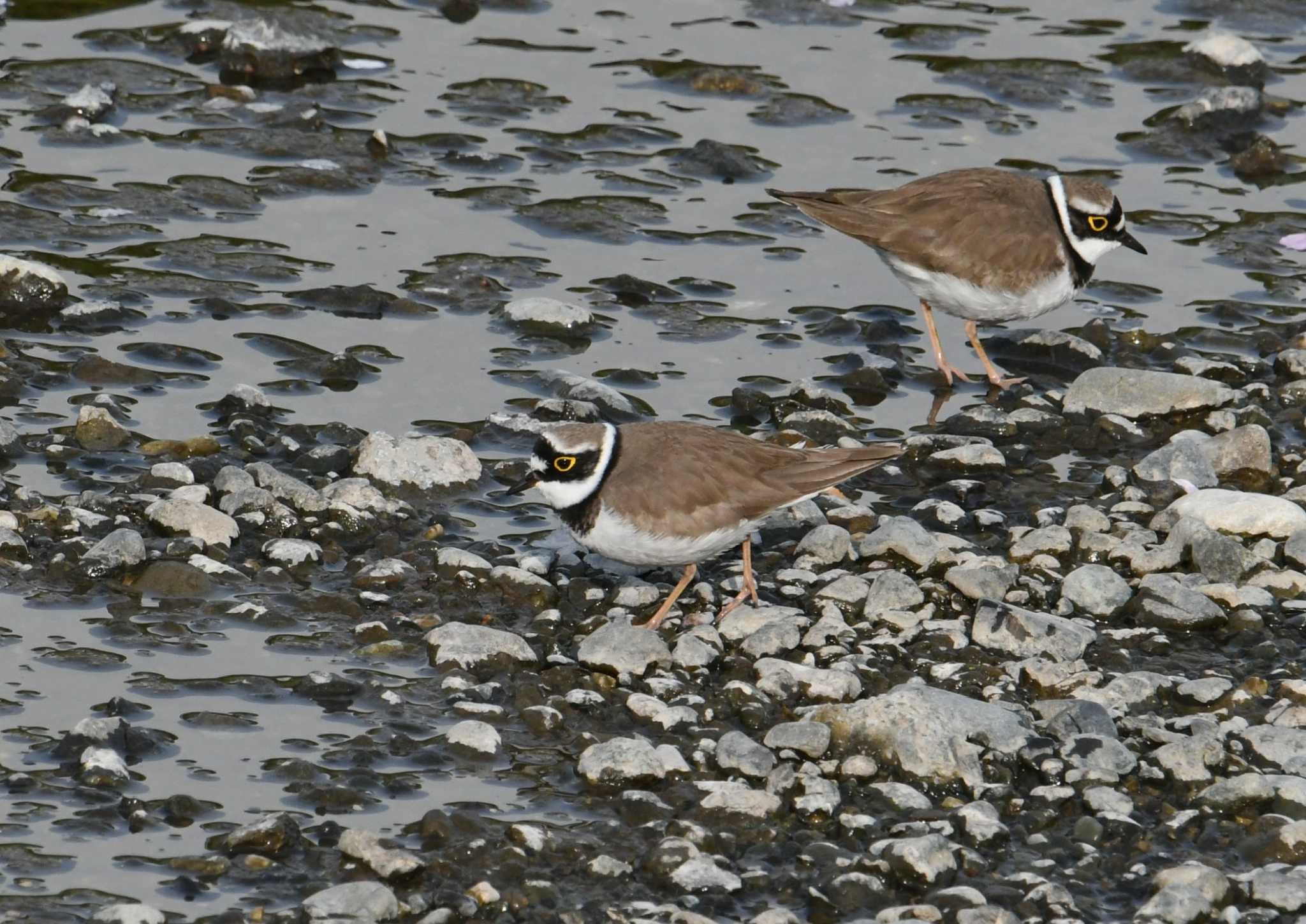 Photo of Little Ringed Plover at Nogawa by あひる