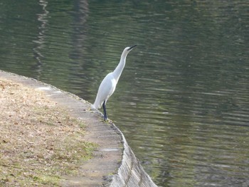 コサギ 北の丸公園 2023年1月24日(火)