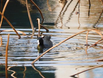 オオバン 北の丸公園 2023年1月24日(火)