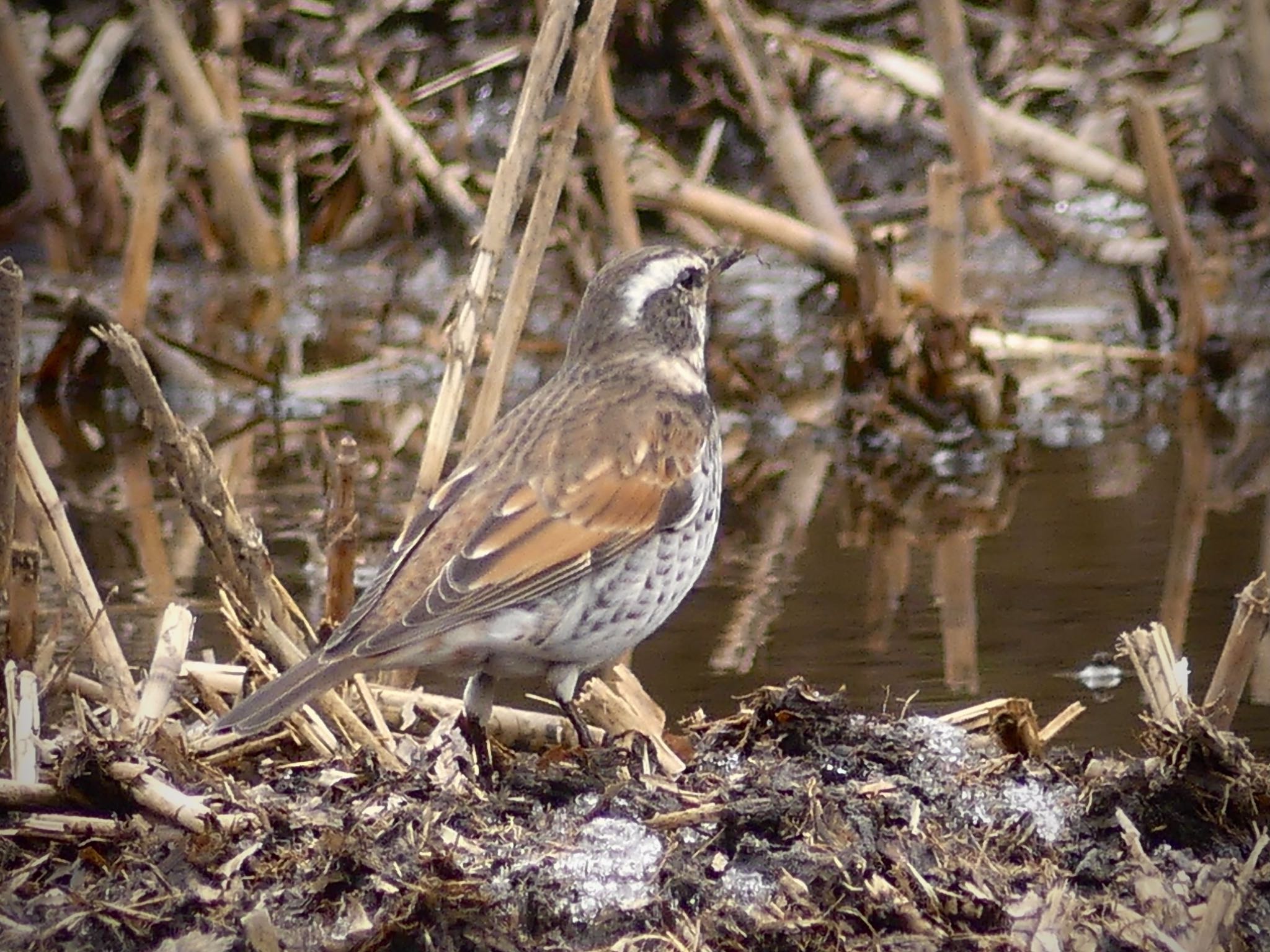 Dusky Thrush