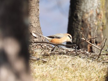 Bull-headed Shrike 御勅使南公園 Fri, 12/30/2022