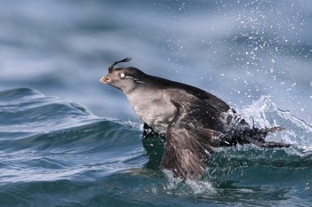 Crested Auklet 根室 納沙布岬 Fri, 2/16/2018