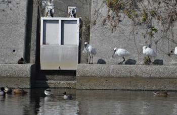 クロツラヘラサギ 須崎調整池 2023年1月20日(金)