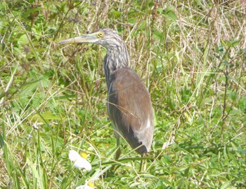 Chinese Pond Heron Unknown Spots Sat, 1/21/2023