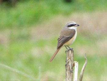 Brown Shrike(lucionensis) Ishigaki Island Mon, 1/23/2023