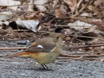 2023年1月23日(月) 早戸川林道 の野鳥観察記録