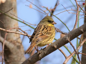 Masked Bunting Mizumoto Park Thu, 1/19/2023