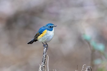 2023年1月22日(日) 薬師池公園の野鳥観察記録