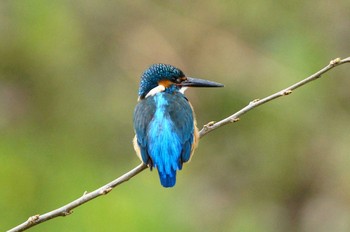 カワセミ 野川 2018年3月22日(木)