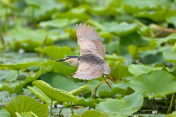 Black-crowned Night Heron 城沼 Fri, 6/17/2022