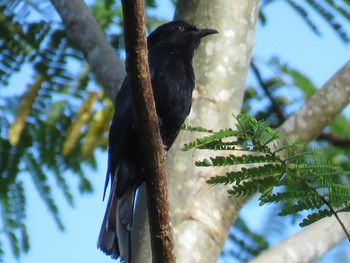 Philippine Drongo-Cuckoo ミンダナオ島 Tue, 3/20/2018