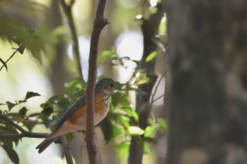 Grey-backed Thrush 西南杜の湖畔公園(福岡市) Thu, 4/18/2019