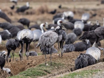 Mon, 1/23/2023 Birding report at Izumi Crane Observation Center