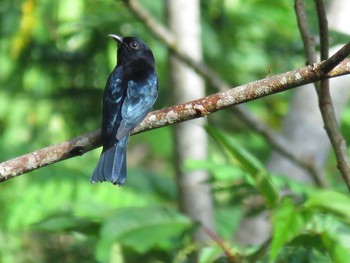 Philippine Drongo-Cuckoo ミンダナオ島 Tue, 3/20/2018