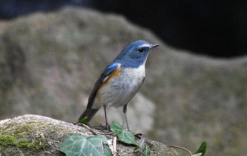 Red-flanked Bluetail 生田緑地 Sun, 1/22/2023