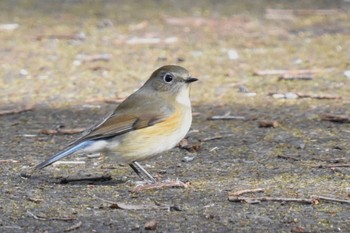 Red-flanked Bluetail 東京都立桜ヶ丘公園(聖蹟桜ヶ丘) Sun, 1/22/2023