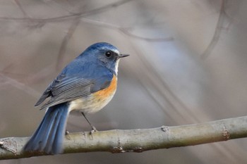 Red-flanked Bluetail 東京都立桜ヶ丘公園(聖蹟桜ヶ丘) Sun, 1/22/2023