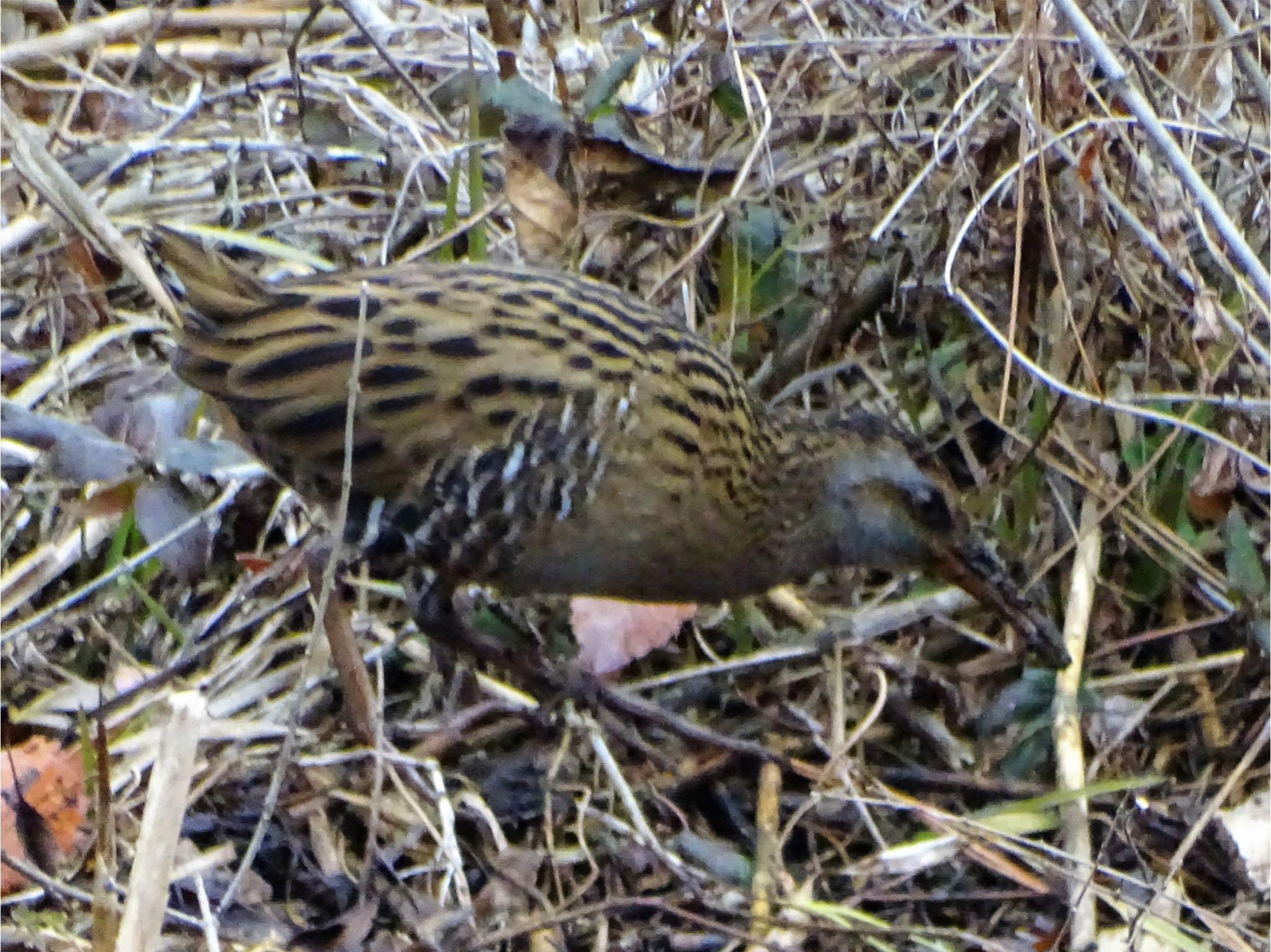 舞岡公園 クイナの写真