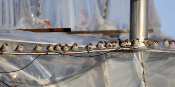 2018年1月27日(土) 板倉町の野鳥観察記録