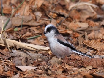 2023年1月22日(日) 岡谷林道の野鳥観察記録