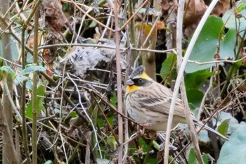 Sat, 1/21/2023 Birding report at 多摩森林科学園