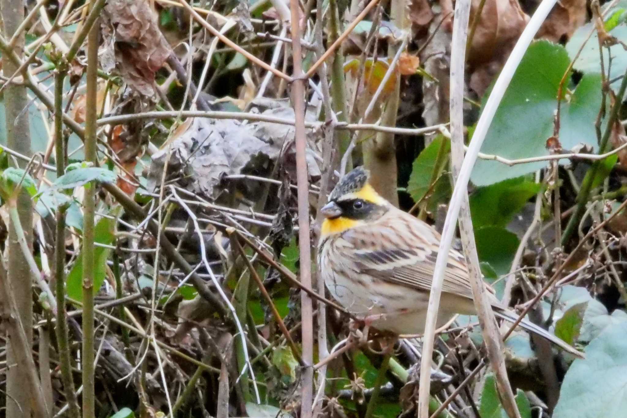 Photo of Yellow-throated Bunting at 多摩森林科学園 by でみちん