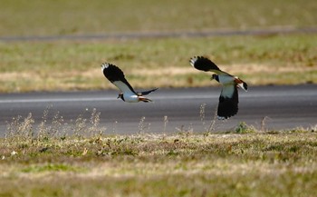 Thu, 12/29/2022 Birding report at 埼玉県ホンダエアポート