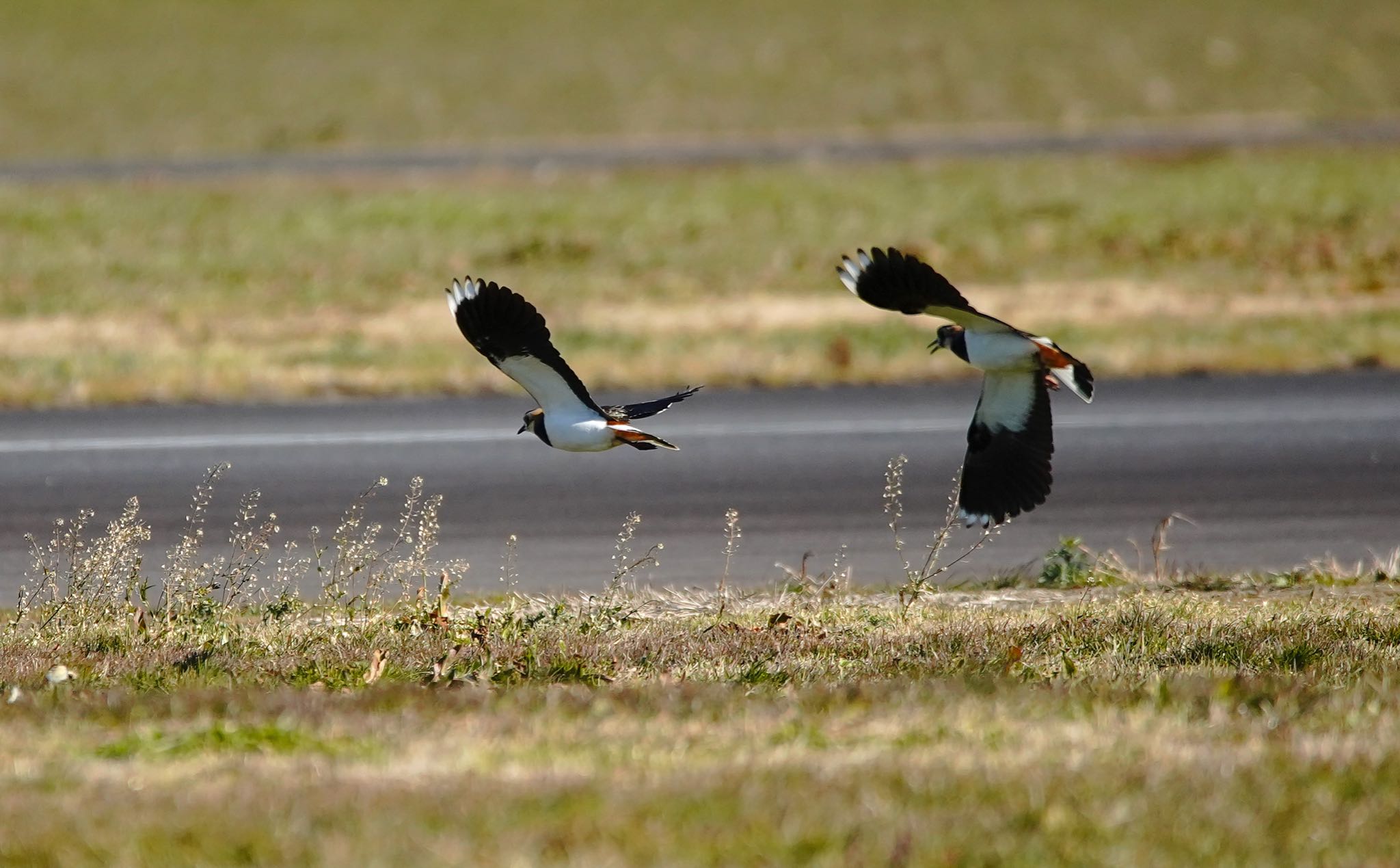 Photo of Northern Lapwing at 埼玉県ホンダエアポート by しょうへいくん