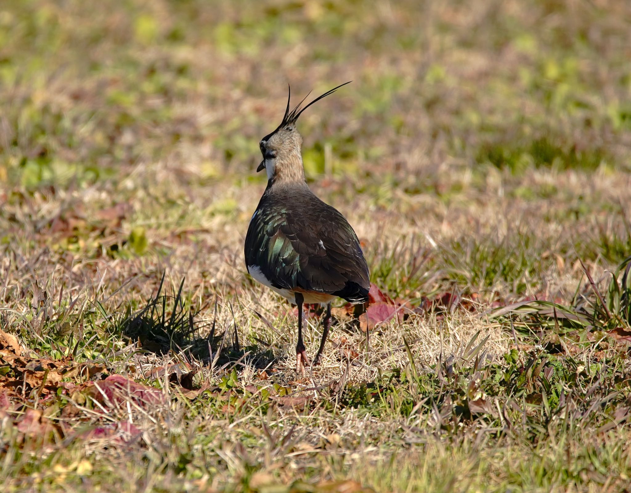 Photo of Northern Lapwing at 埼玉県ホンダエアポート by しょうへいくん