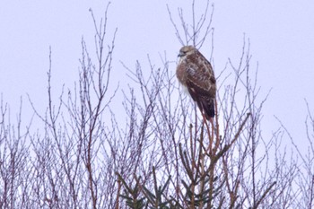 Eastern Buzzard 長都沼(千歳市) Mon, 1/23/2023