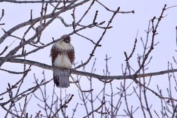 Mon, 1/23/2023 Birding report at 北広島市