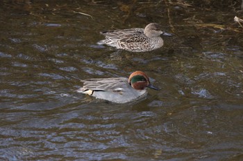 Eurasian Teal 玉川(厚木市) Wed, 1/25/2023